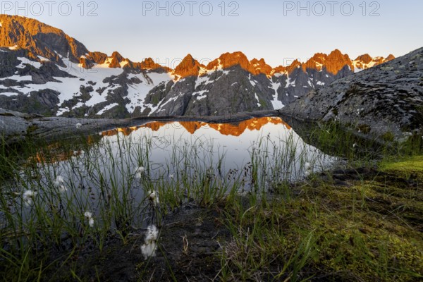 Rocky mountain peaks with reflection, small pond with cotton grass in moor landscape at Trollfjord Hytta, mountain landscape with alpenglow at sunrise, at Trollfjord, Lofoten and Vesterålen, Nordland, Norway, Europe