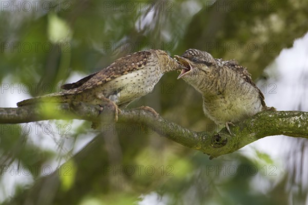 Eurasian Wryneck (Jynx torquilla) juvenile, Saxony, Germany, Europe