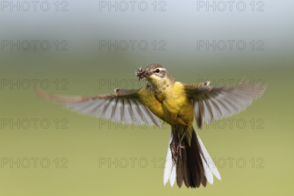 Western Yellow Wagtail (Motacilla flava) flying, Lower Saxony, Germany, Europe
