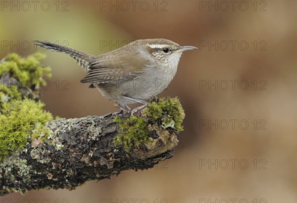 Bewick's Wren (Thryomanes bewickii), Canada, North America