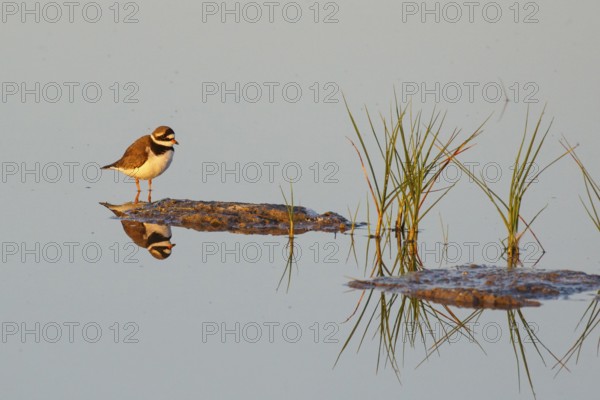 Common Ringed Plover (Charadrius hiaticula), Mallorca, Spain, Europe