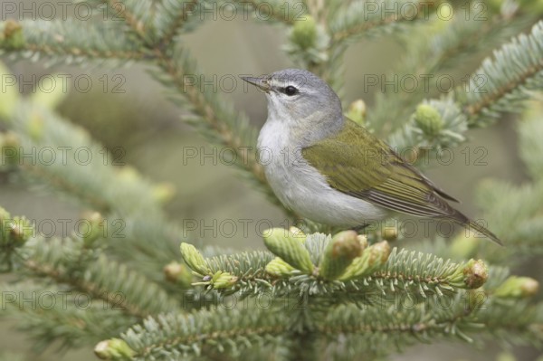 Tennessee Warbler (Leiothlypis peregrina), Manitoba, Canada, North America