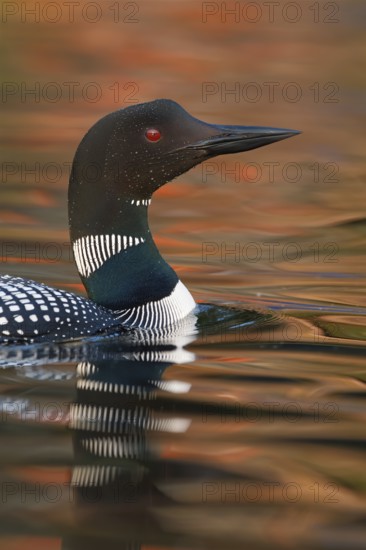 Common Loon : Lake Nettie : Presque Isle County, MI
