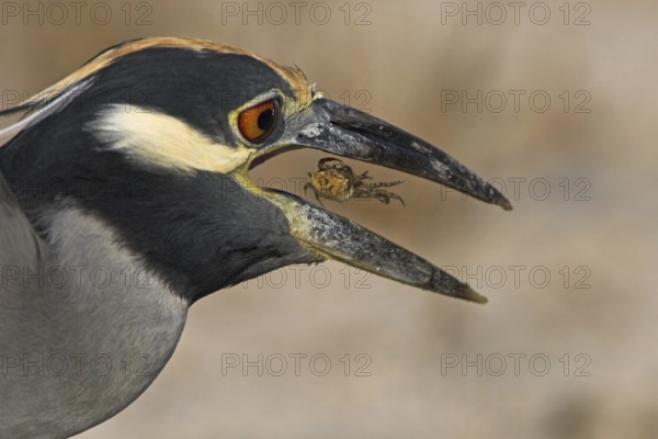 Yellow-crowned Night Heron (Nyctanassa violacea), Florida, USA, North America