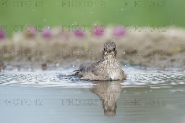 Spotted Flycatcher (Muscicapa striata) bathing, Aosta Valley, Italy, Europe