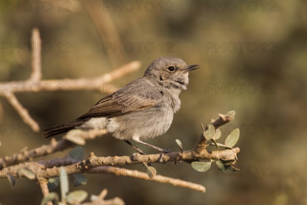 Blackstart (Oenanthe melanura) singing, Oman, Asia