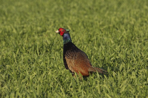 Common Pheasant (Phasianus colchicus) male, Lower Saxony, Germany, Europe