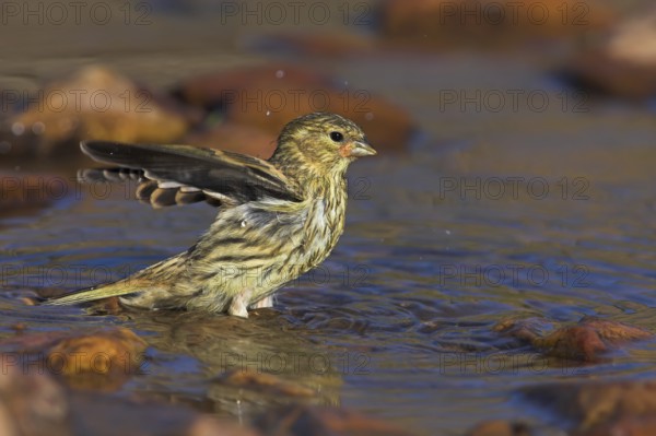 European Serin (Serinus serinus) female, Extremadura, Spain, Europe