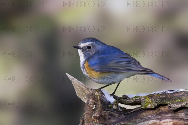 Orange-flanked Bluetail - Blauschwanz - Tarsiger cyanurus, Kazakhstan, male, Asia
