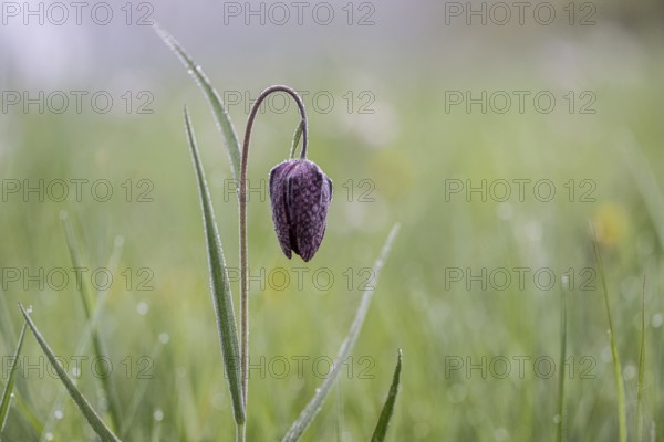 Chequerboard flowers (Fritillaria meleagris), Lower Saxony, Germany, Europe