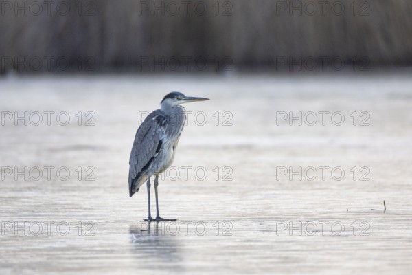 Grey heron (Ardea cinerea) Germany