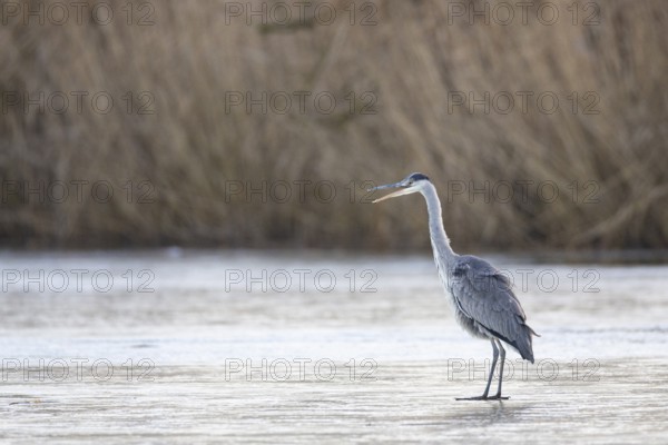 Grey heron (Ardea cinerea) Germany