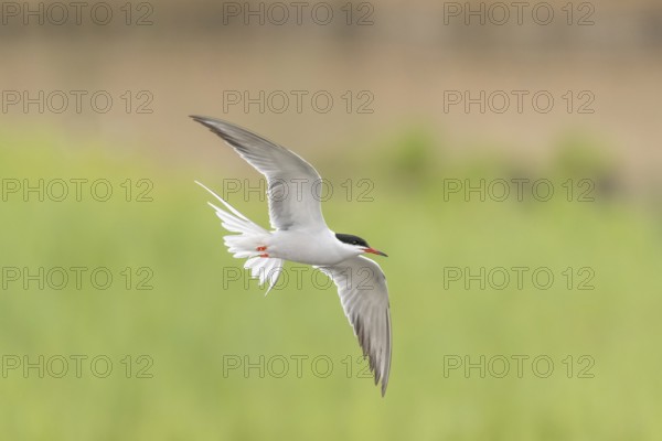 Common tern (Sterna hirundo) hovering over a marsh. Bas Rhin, Alsace, France, Europe