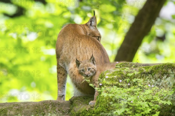 Eurasian lynx (Lynx lynx) mother with her youngsters (cubs) in a forest, Bavaria, Germany, Europe