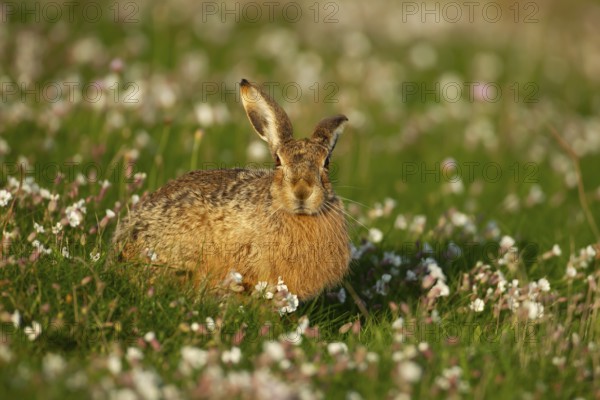 European brown hare (Lepus europaeus) adult animal amongst Sea campion flowers in summer, England, United Kingdom, Europe