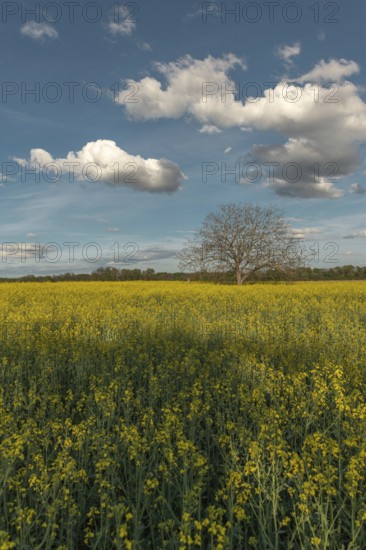 A field with yellow flowers and a tree in the centre. The sky is blue with some clouds. Bas Rhin, Alsace, France, Europe