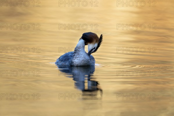 Great Crested Grebe (Podiceps Scalloped ribbonfish), Vulkaneifel, Rhineland-Palatinate, Germany, Europe