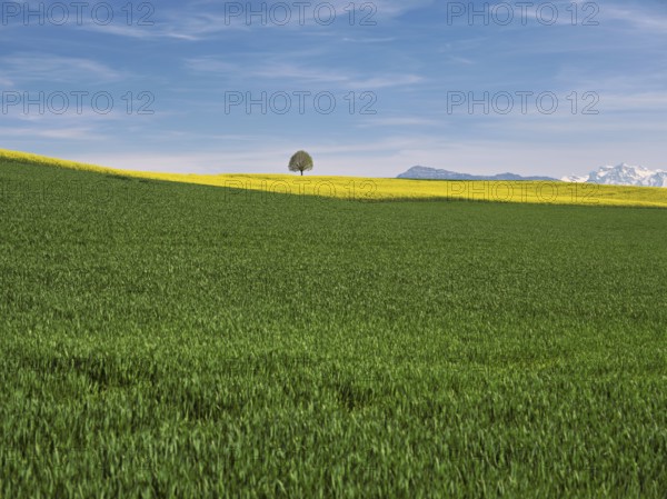 Small lime tree (Tilia), in a field of flowering rape, in the background the snow-covered Alps and the Rigi, Winterschwil, Freiamt, Canton Aargau, Switzerland, Europe