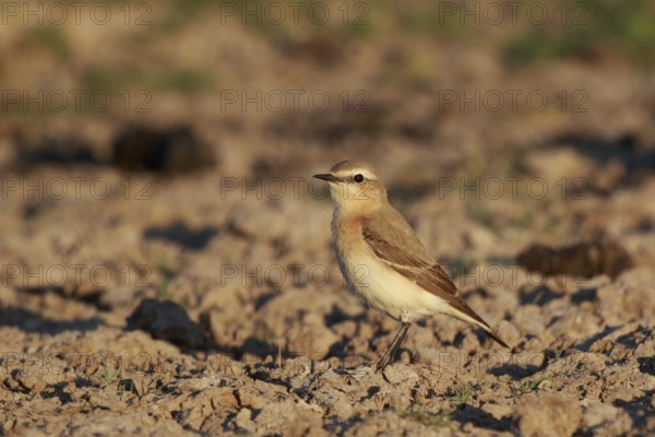 Isabelline Wheatear (Oenanthe isabellina), Greece, Europe