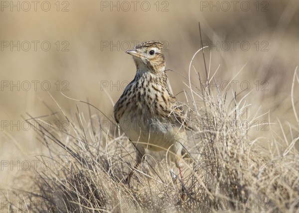 Eurasian Skylark (Alauda arvensis) in field, Wales, United Kingdom, Europe