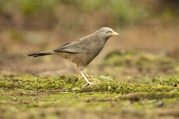 Yellow-billed Babbler (Turdoides affinis), Kutugala, Sri Lanka, Asia
