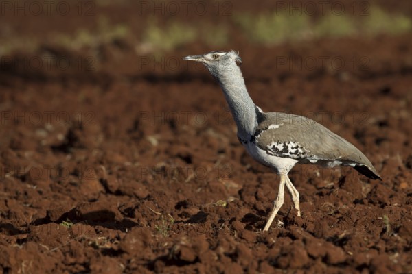 Kori Bustard (Ardeotis kori struthiunculus) male, Oromia, Ethiopia, Africa