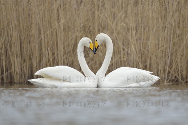 Whooper Swan (Cygnus cygnus) pair displaying, Netherlands