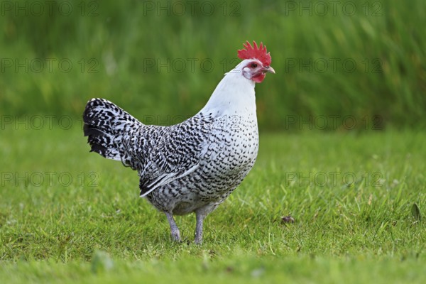 East Frisian Gull standing in a meadow, chicken breed with good utilisation characteristics, Texel, North Holland, Netherlands