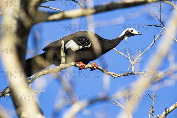 Blue-throated guan (Pipile cumanensis) Pantanal Brazil