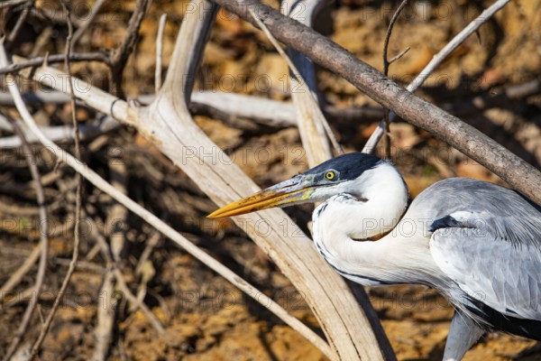 Cocoi Heron (Ardea cocoi) Pantanal Brazil