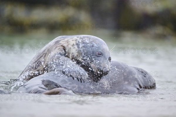 Grey seal (Halichoerus grypus) playing with each other in the water, sea, Düne, Helgoland, Schleswig-Holstein, Germany, Europe
