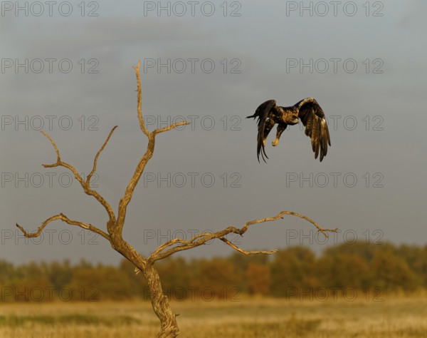 Spanish imperial eagle (Aquila adalberti) in flight at first morning light, Castilla-La Mancha, Spain, Europe