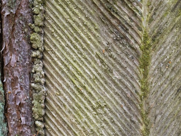 Live resin on a pine trunk, Müritz National Park, Mecklenburg-Western Pomerania, Germany, Europe