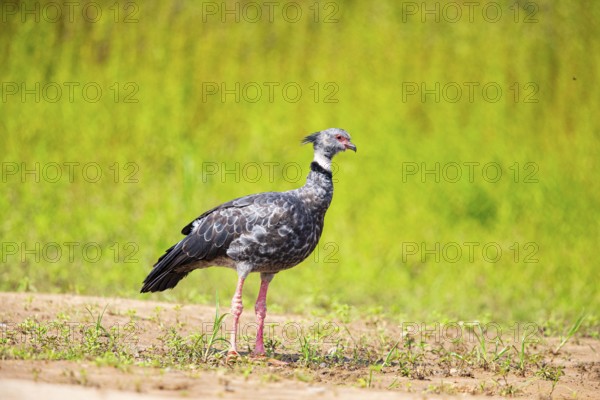 Collared Weirbird (Chauna torquata) Pantanal Brazil