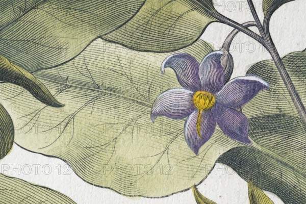 Flower, aubergine (Solanum melongena) or egg plant, hand-coloured copperplate engraving by Basilius Besler, from Hortus Eystettensis, 1613