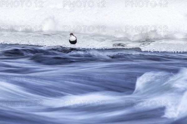 Northern white-throated dipper (Cinclus cinclus cinclus) foraging along frozen stream in winter, Scandinavia