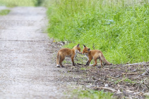Fox (Vulpes vulpes) puppies Germany
