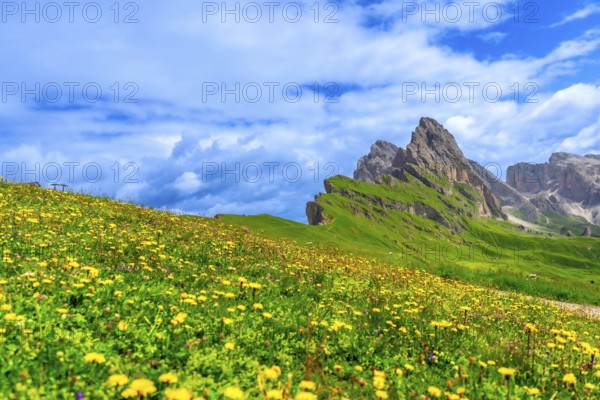Vibrant wildflowers blooming on the slopes of seceda mountain in the dolomites, italy, creating a stunning summer landscape