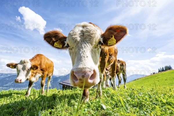 Two young curious calves (Bos primigenius taurus), cows on an alpine meadow, stretching their snouts towards the camera, Simmental cattle, Hochbrixen, Brixen im Thale, Tyrol, Austria, Europe