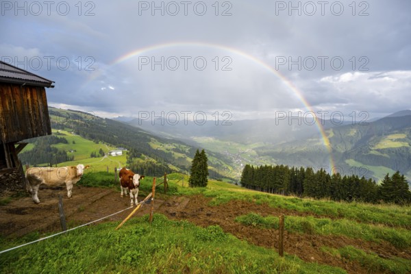 Cows on an alpine meadow, alpine huts, view over the Brixen valley with rainbow, Hochbrixen, Brixen im Thale, Kitzbühel Alps, Tyrol, Austria, Europe