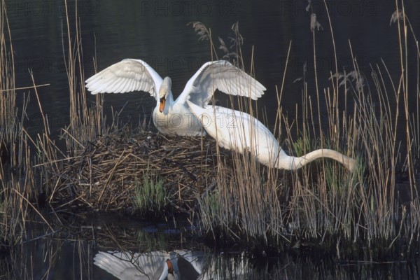 Mute swan. Cygnus olor. A pair of swans bults the nest. Forest of La Wantzenau. Region of Alsace. France