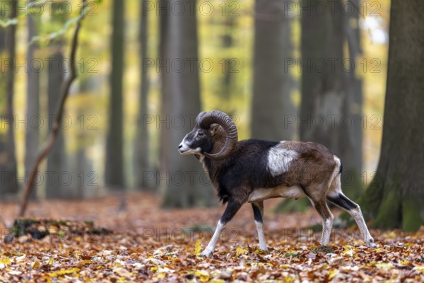 European mouflon (Ovis aries musimon, Ovis gmelini musimon) ram, male with big horns in forest during the rut in autumn, fall