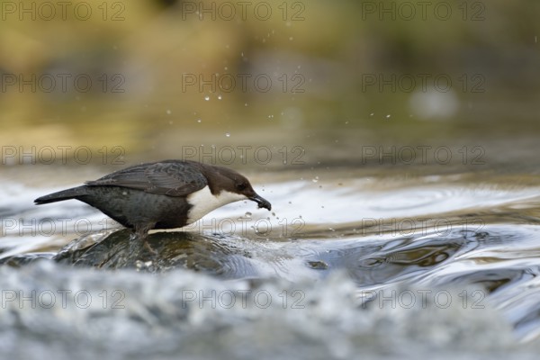 White-throated Dipper (Cinclus cinclus) foraging, North Rhine-Westphalia, Germany, Europe