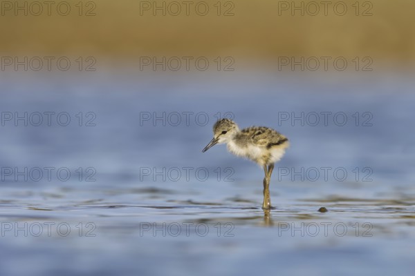 Black-winged Stilt (Himantopus himantopus) chick foraging, North Rhine-Westphalia, Germany, Europe