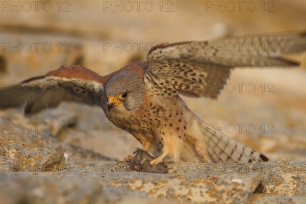 Lesser Kestrel (Falco naumanni), male eating a mouse on roof, Castile-La Mancha