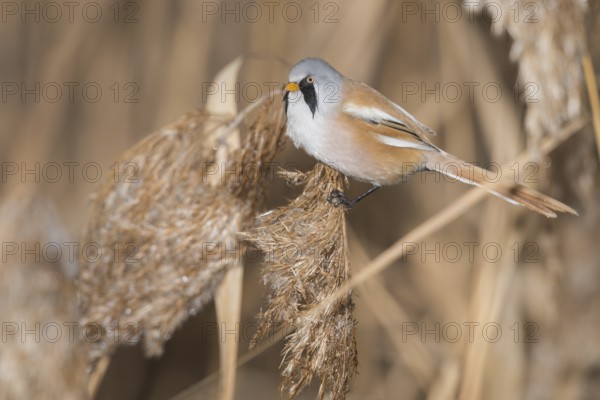 Bearded Reedling (Panurus biarmicus) male perched on reed, Piedmont, Italy, Europe