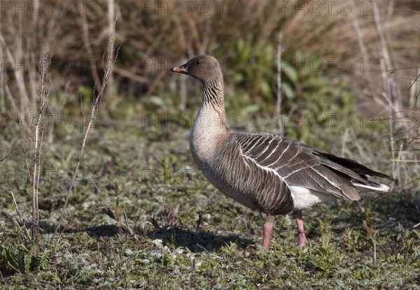 Pink-footed Goose (Anser brachyrhynchus), Schleswig-Holstein, Germany, Europe