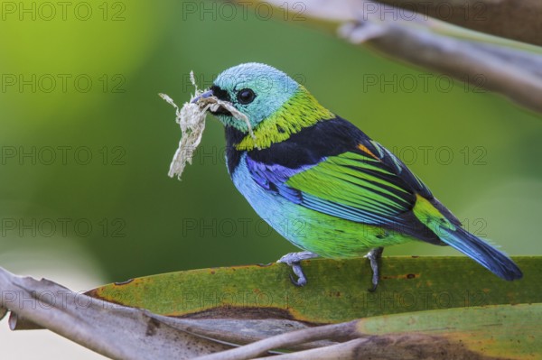 Green-headed Tanager (Tangara seledon) perched on a branch in the Atlantic rainforest of southeast Brazil