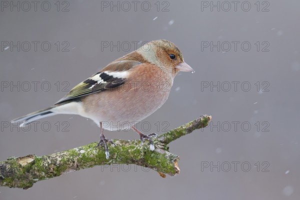 Common Chaffinch (Fringilla coelebs) male, Lower Saxony, Germany, Europe