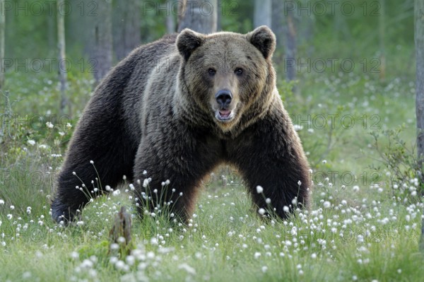 Brown bear walking in forest, morning light. Dangerous animal in nature taiga and meadow habitat. Wildlife scene from Finland near Russian border. Cotton grass bloom around the lake, summer